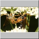 Tenthredo campestris - Blattwespe 10.jpg